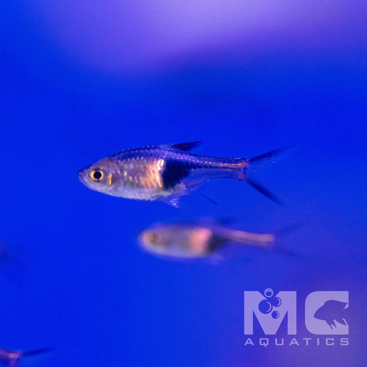 Shop All | MC Aquatics