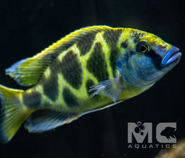 Cichlid - Malawi | MC Aquatics