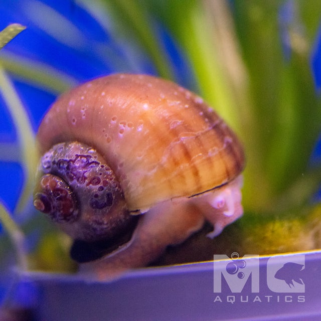 Freshwater Inverts | MC Aquatics