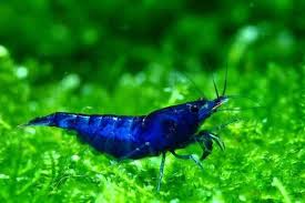 Freshwater Inverts | MC Aquatics